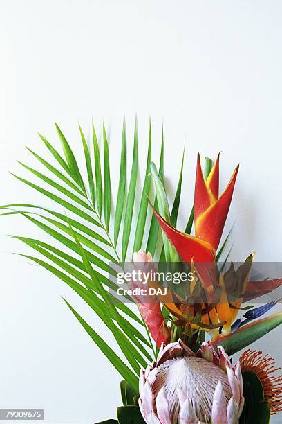 studio shot of a flower arrangement - protea stock pictures, royalty-free photos & images