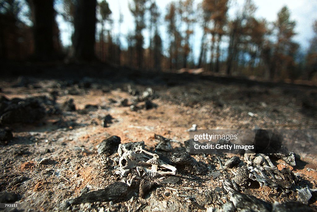 Hayman Fire