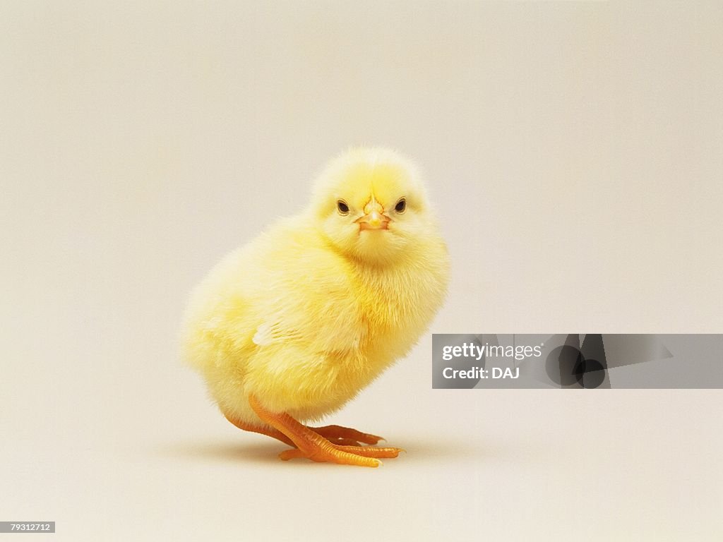 A Chick Looking at Camera, Side View, Close Up