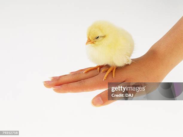 a chick on back of hand, close up, side view - dorso mano fotografías e imágenes de stock