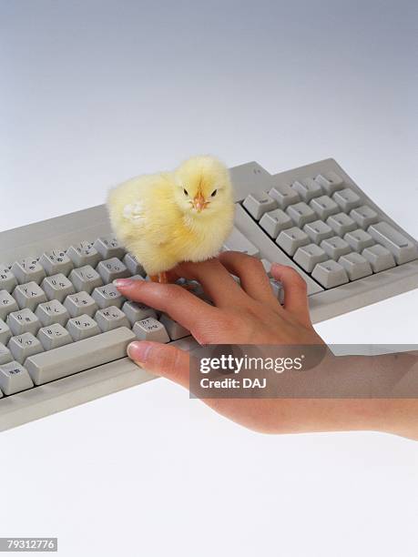 a chick on keyboard, high angle view, close up - handrücken stock-fotos und bilder