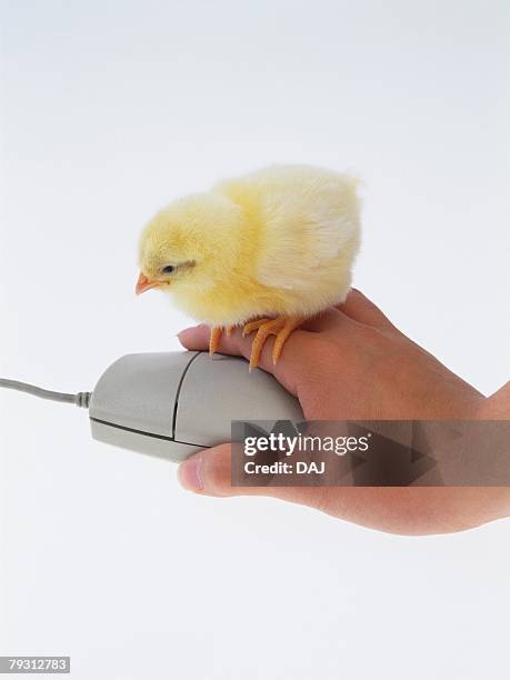 a chick on back of hand which is controlling mouse, close up, side view - dorso mano fotografías e imágenes de stock