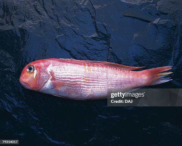 Tilefish Photos and Premium High Res Pictures - Getty Images