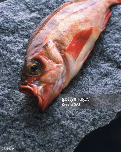 Red Rock Fish Photos and Premium High Res Pictures - Getty Images