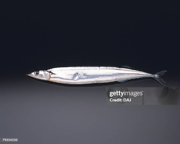 saury, side view, black background, copy space - saury stock pictures, royalty-free photos & images