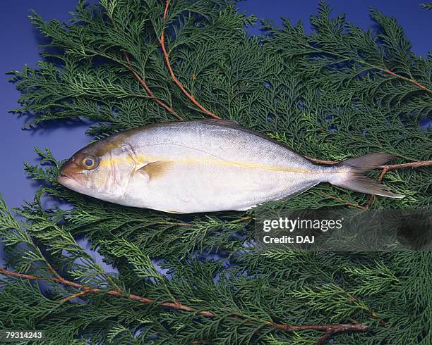 great amberjack on leaves, high angle view, blue background - amberjack stockfoto's en -beelden