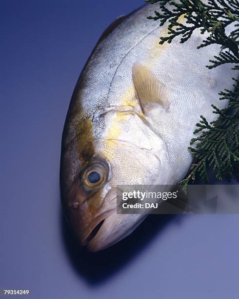 great amberjack, high angle view, blue background - amberjack stock pictures, royalty-free photos & images