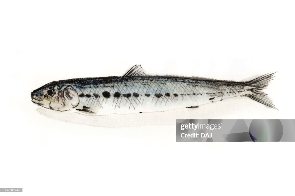 Spotlined Sardine, Ink Brush Painting