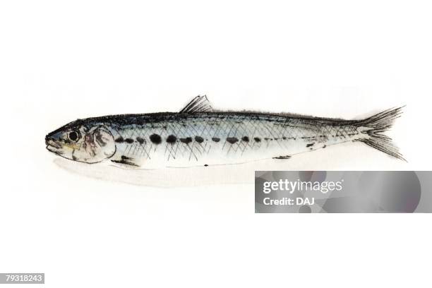 spotlined sardine, ink brush painting - sardine can stock illustrations
