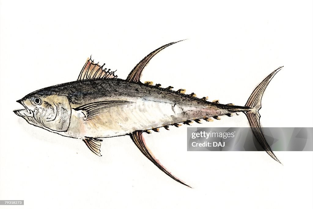 Yellowfin Tuna, Ink Brush Painting