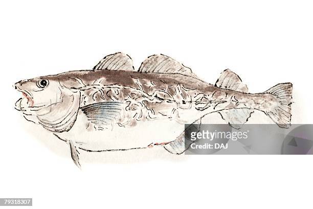 pacific cod, ink brush painting - pacific cod stock illustrations