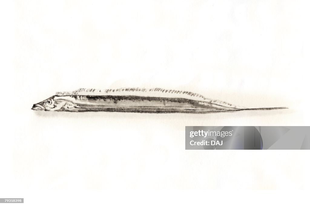 Hairtail, Ink Brush Painting