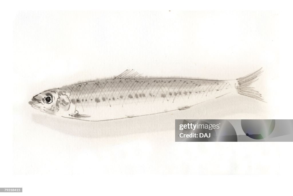 Spotlined Sardine, Ink Brush Painting