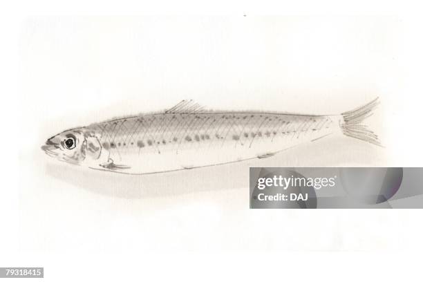 spotlined sardine, ink brush painting - sardine can stock illustrations