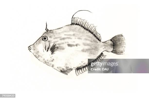 Threadsail Filefish Threadsail Filefish Ink Brush Painting High-Res Vector Graphic - Getty ...