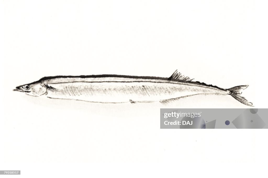 Saury, Ink Brush Paintin