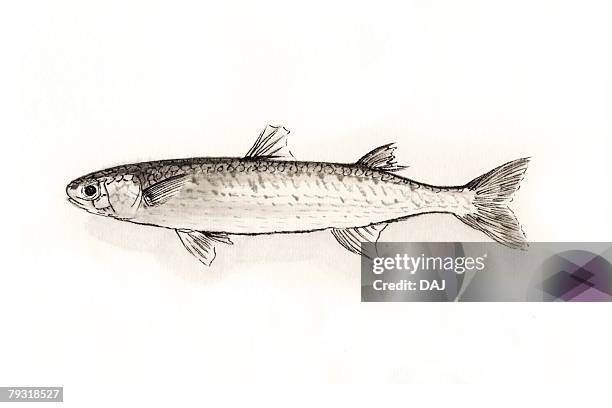 mullet, ink brush painting - mullet stock illustrations