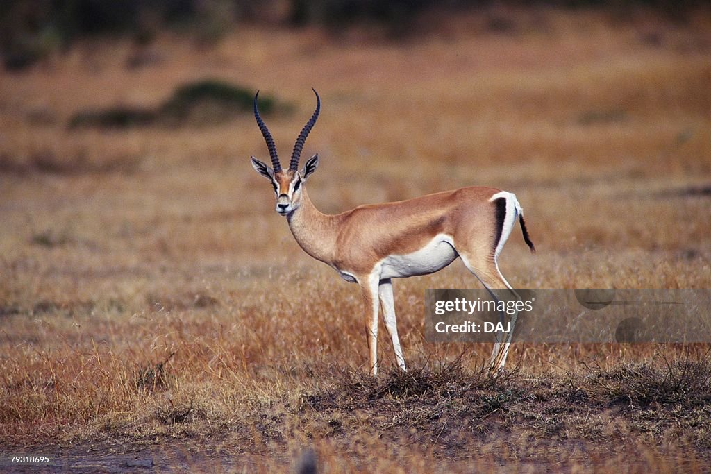 A Gazelle on the Plain, Side View, Differential Focus