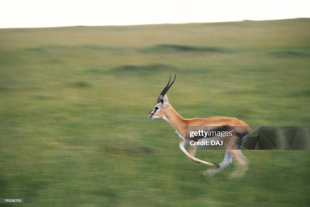 A Gazelle Dash the Plain, Blurred Motion, Side View