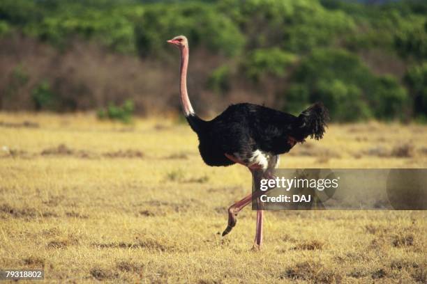 Full Length Image Of A Ostrich Side View Differential Focus Photos And Full Length Image Of A Ostrich Side View Differential Focus Photos And