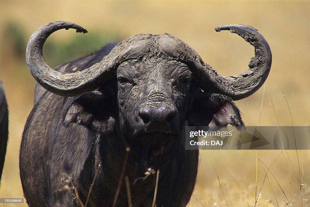 Closed Up Image of an African Buffalo Head, Front View, Differential Focus