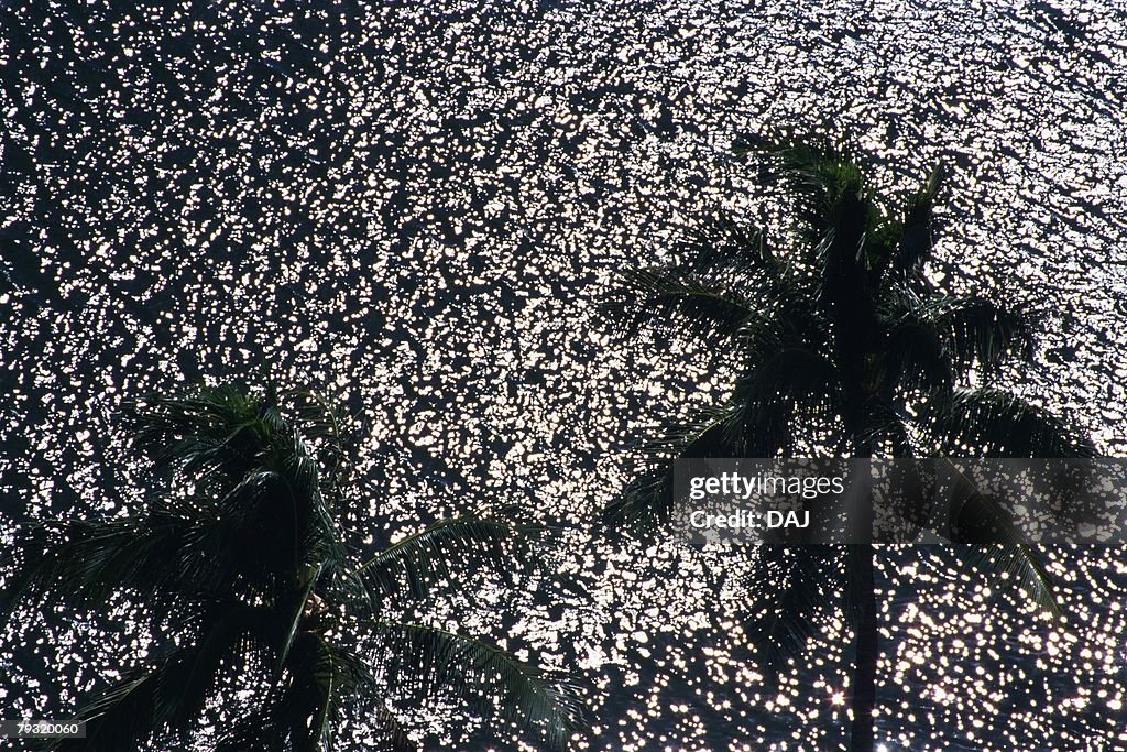 The Shadows of Palm Trees on Ripple, High Angle View