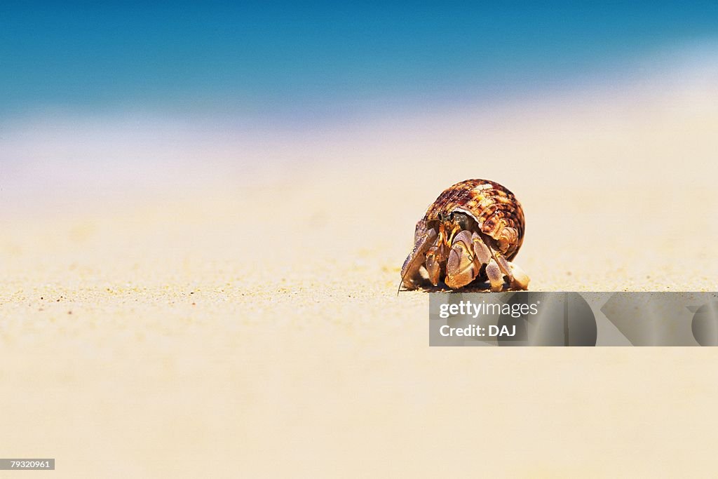 A Hermit Crab on the Miyako-jima Beach, Japan, Differential Focus, Copy Space
