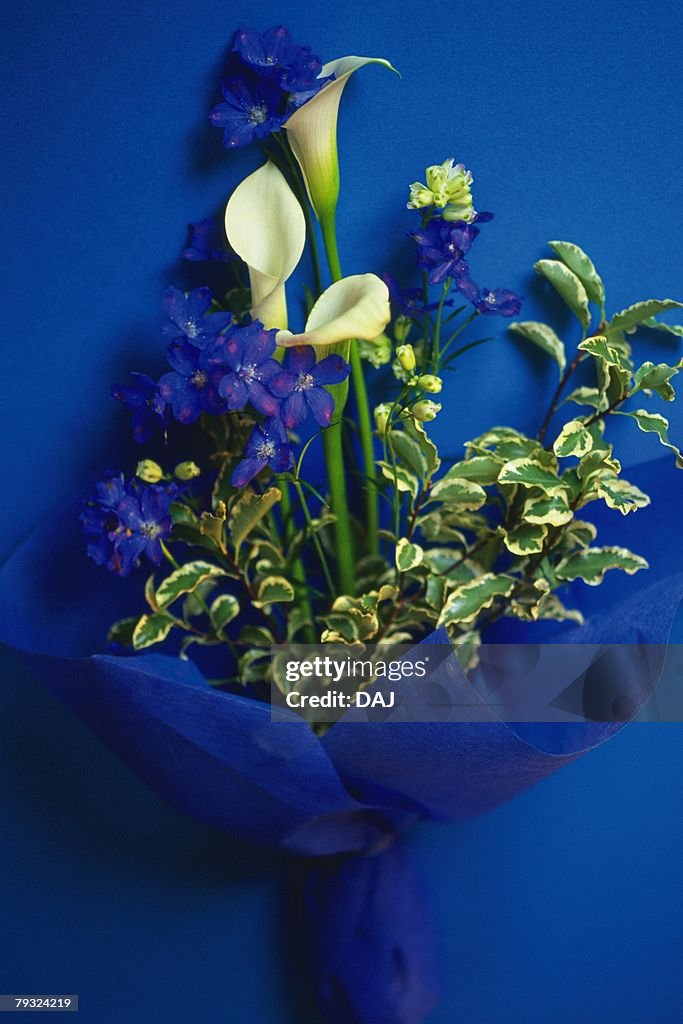 Bouquet of calla lilies, high angle view, blue background