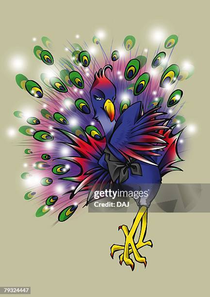 peacock dancing, front view, gray background - single peacock feather stock illustrations