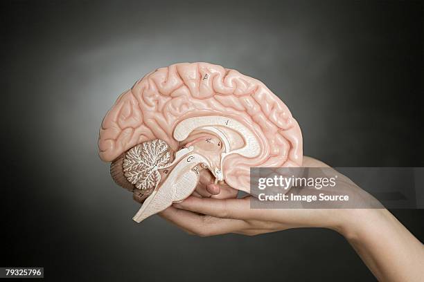 person holding a model brain - brain model stockfoto's en -beelden