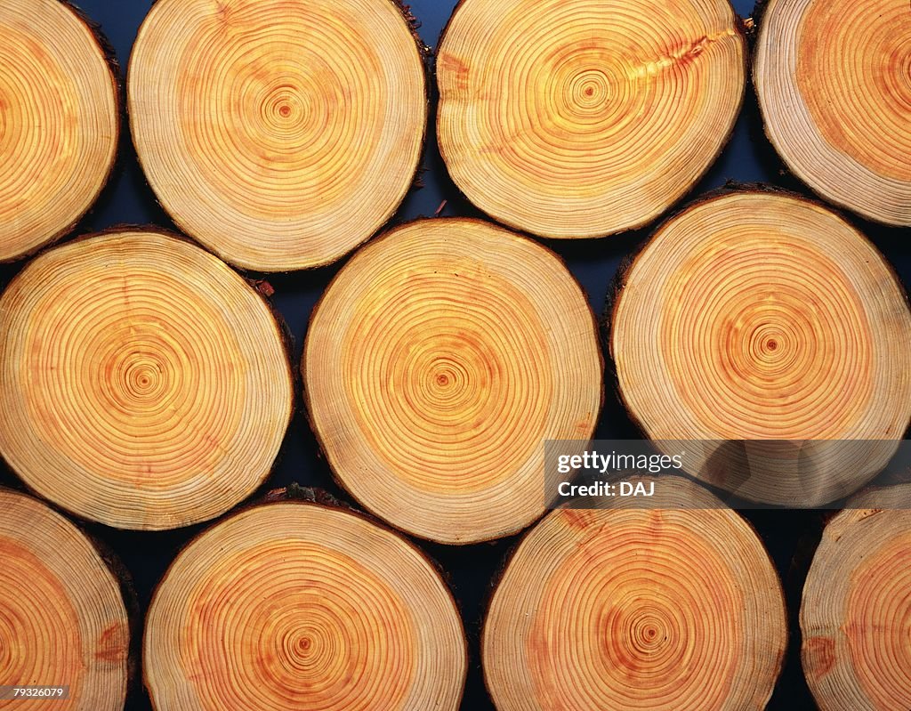 Photography of logs of Japanese cypress, Close Up