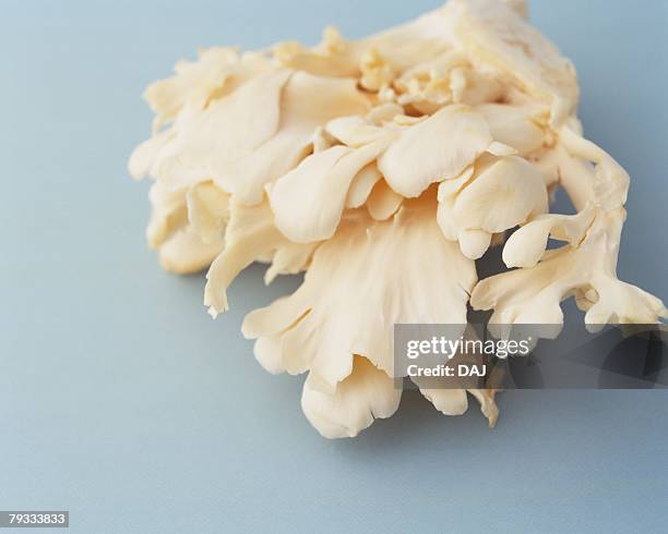 white maitake mushroom, high angle view, close up - klapperschwamm stock-fotos und bilder