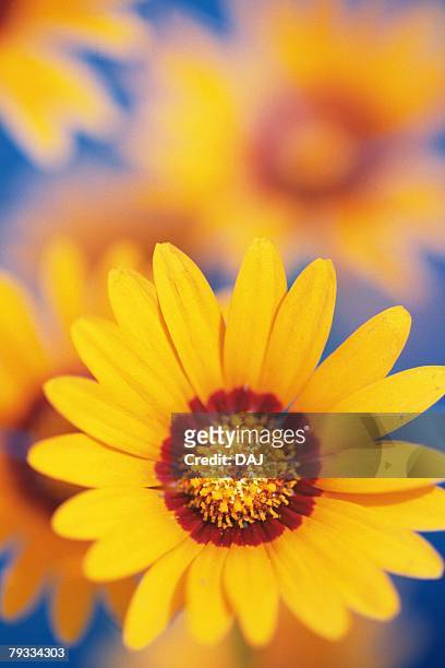 dimorphotheca, close up - dimorphotheca stock pictures, royalty-free photos & images