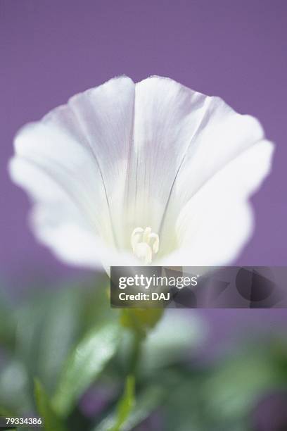 white bindweed, close up - dimorphotheca stock pictures, royalty-free photos & images