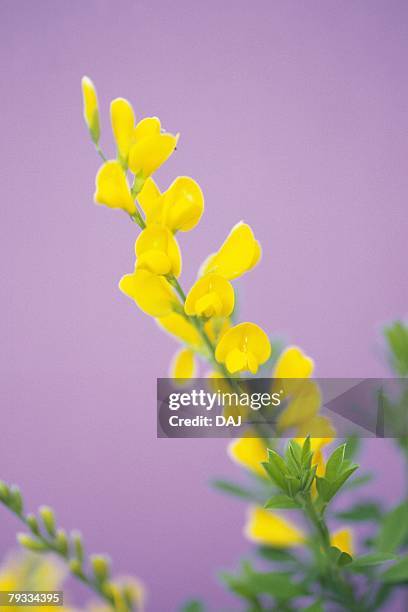 yellow scotch broom - scotch broom stockfoto's en -beelden