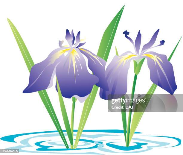 blooms of flowered iris - iris flower stock illustrations
