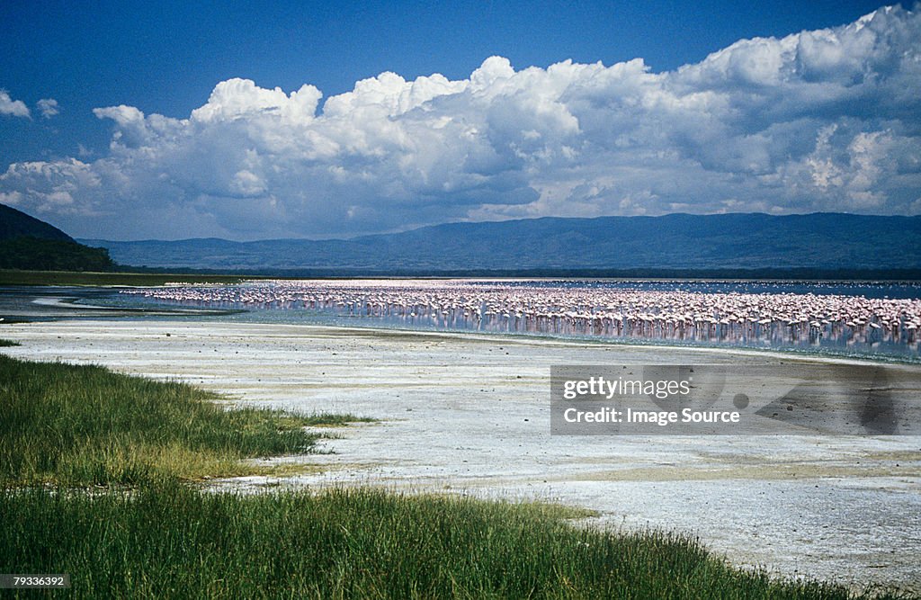 Flamingos at lake nakuru