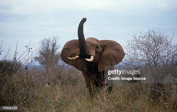 threatening elephant - animal trunk stock pictures, royalty-free photos & images