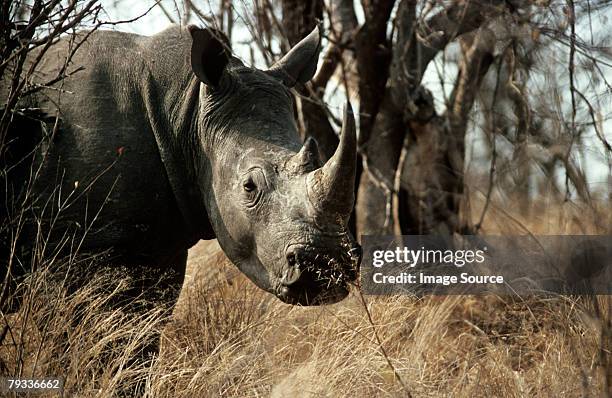 white rhinoceros - kruger national park stockfoto's en -beelden