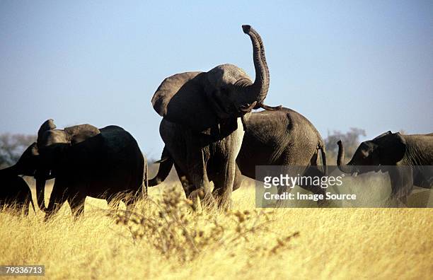 elephants - animal trunk stock pictures, royalty-free photos & images