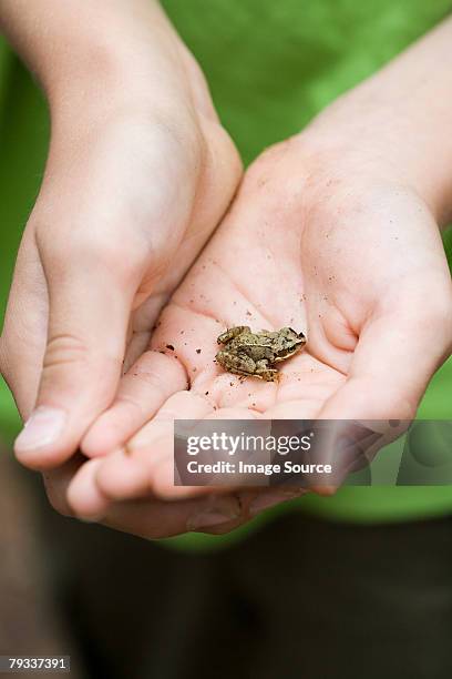 child holding a tiny frog - boy frog stock pictures, royalty-free photos & images