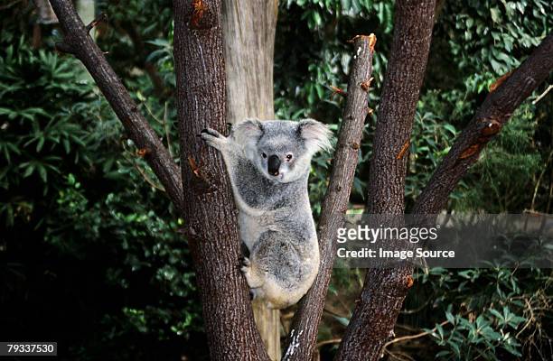 koalabär klettern einen baum - koala stock-fotos und bilder
