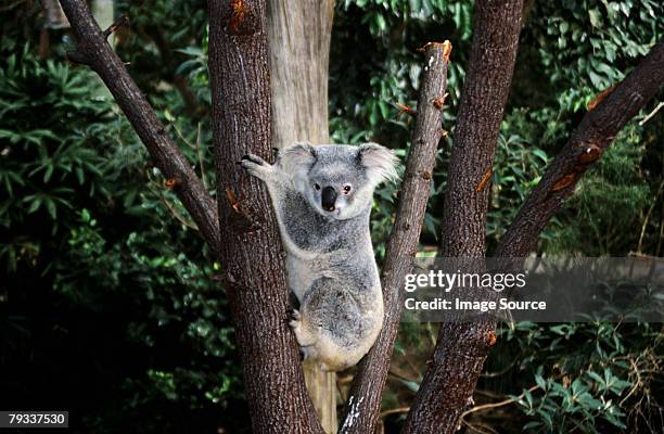 urso coala escalada de uma árvore - koala - fotografias e filmes do acervo