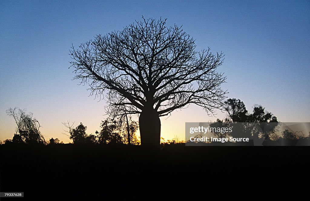 Silhouetted baobab tree