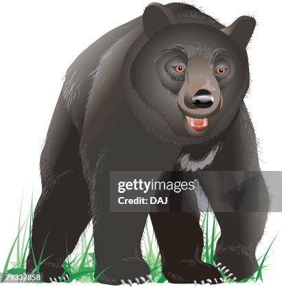 Black bear standing on grass, front view Black bear standing on grass, front view