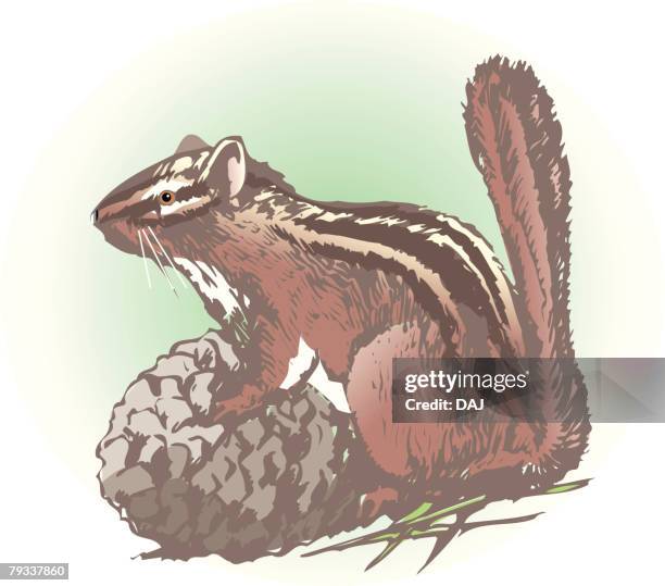 chipmunk carrying pinecorn, side view - chipmunk stock illustrations