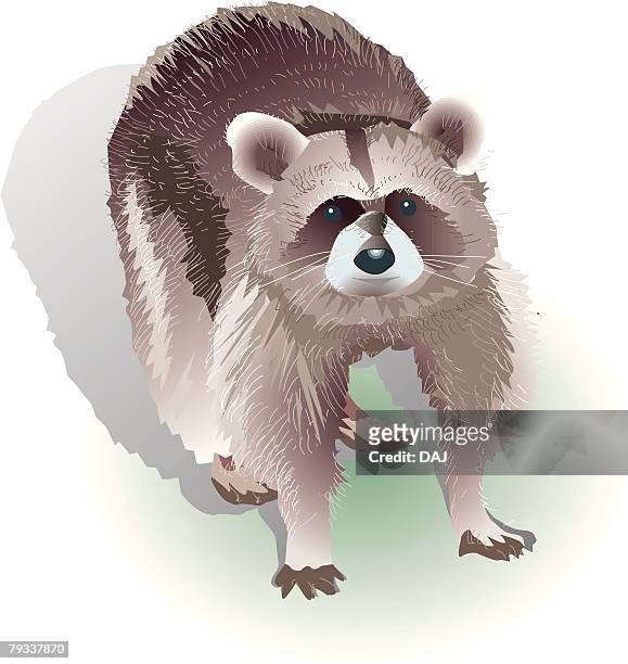 illustrations, cliparts, dessins animés et icônes de portrait of raccoon looking up, high angle view - by racoon on white