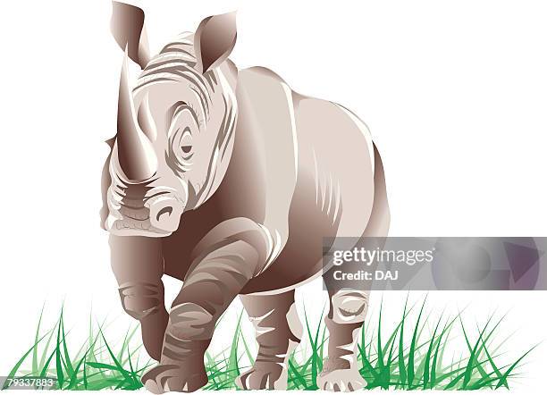 illustrazioni stock, clip art, cartoni animati e icone di tendenza di black rhinoceros walking on grass, front view - erbivoro
