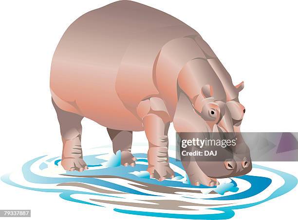 stockillustraties, clipart, cartoons en iconen met hippopotamus drinking water, side view - nijlpaard