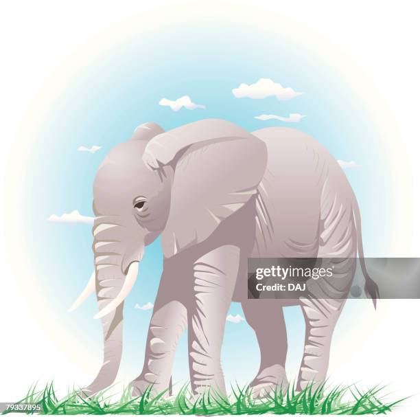 elephant standing on grass, low angle view - elephant grass stock illustrations